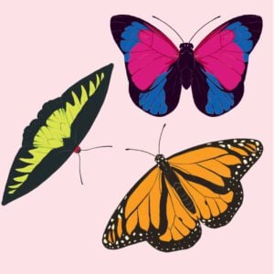 Butterfly Garden