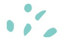 DCDots