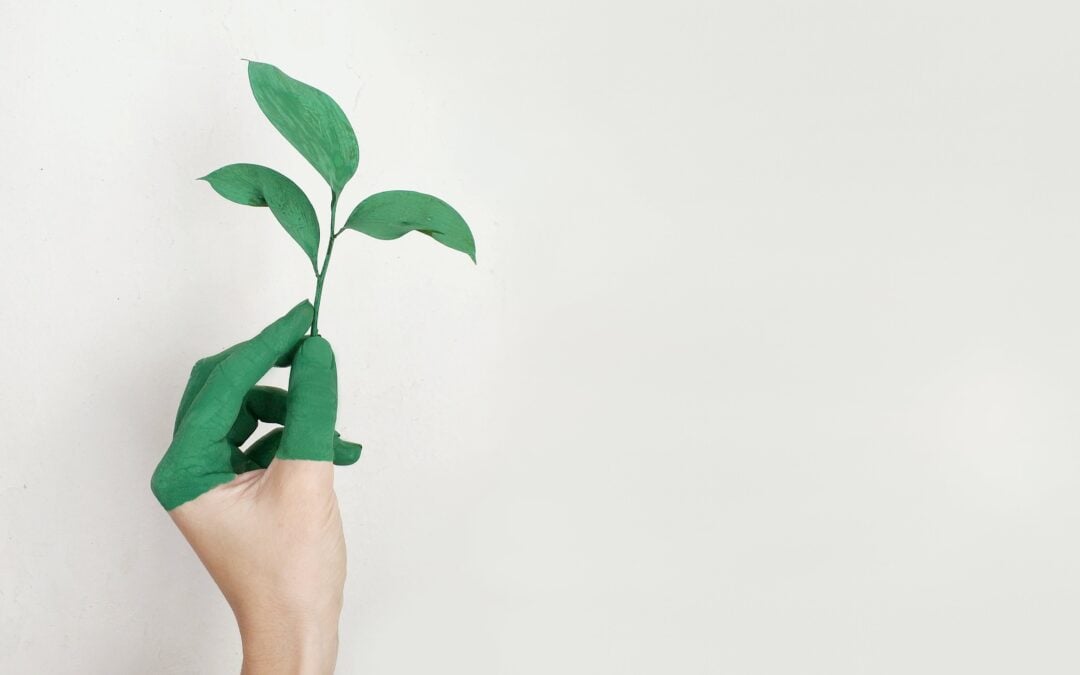Implementing Eco-Friendly Products into Your Business