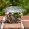 example 16 oz Clear Plastic Tamper-Evident Container with salad
